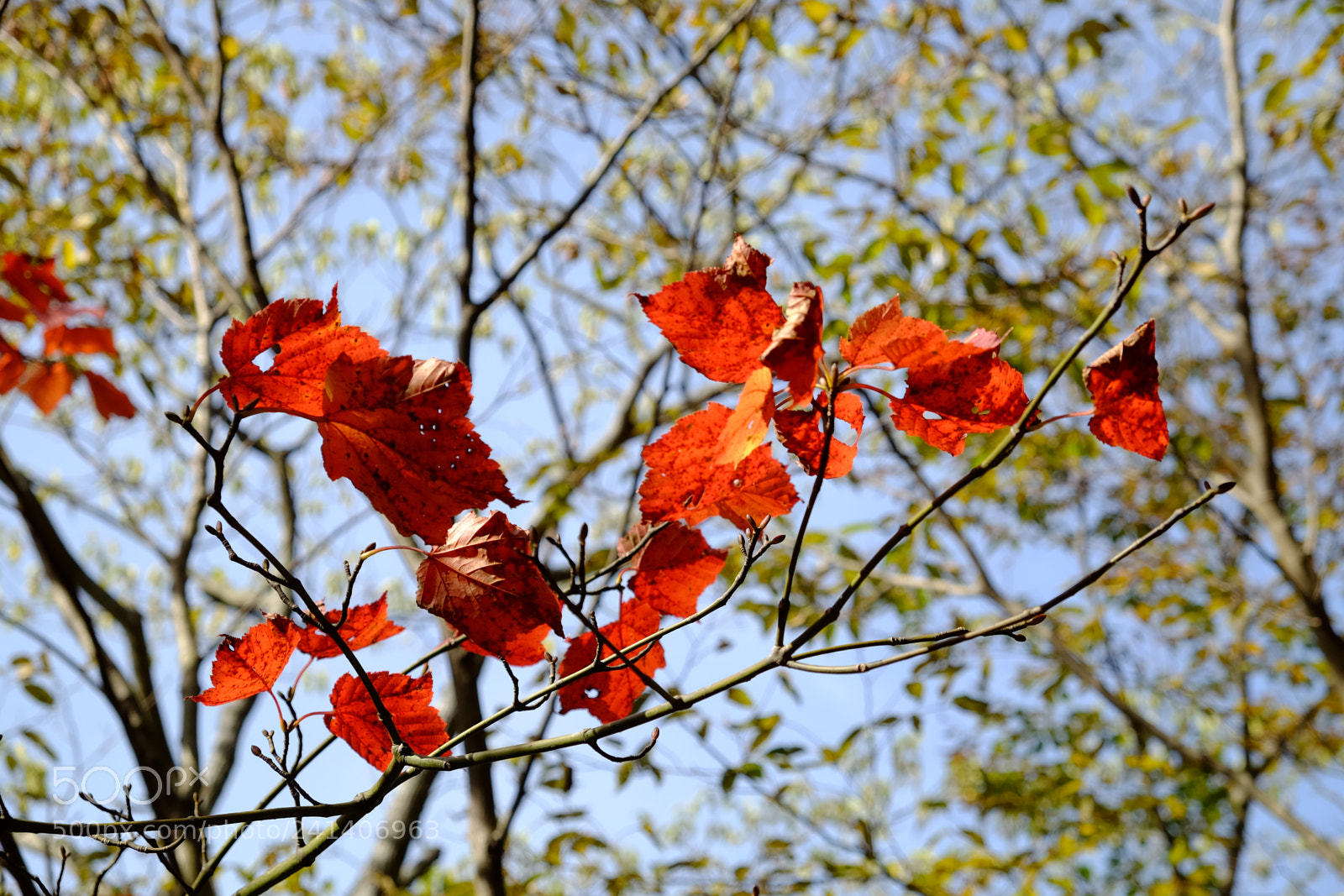 Fujifilm X-T10 sample photo. Son photography