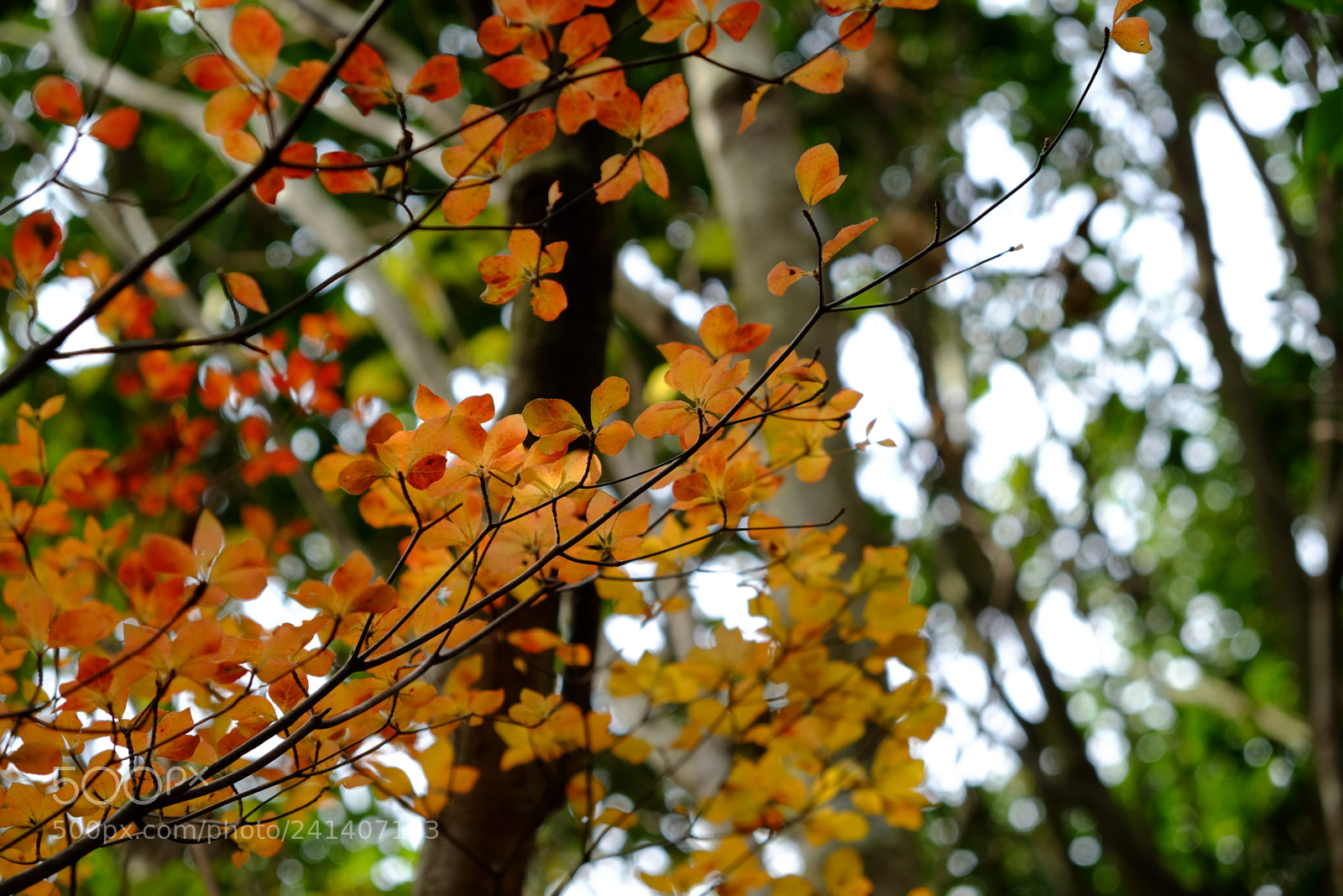 Fujifilm X-T10 sample photo. Son photography