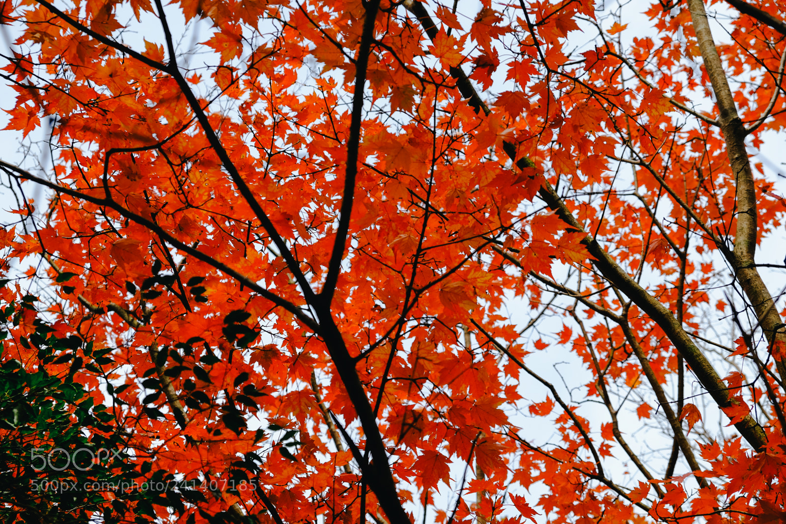 Fujifilm X-T10 sample photo. Son photography