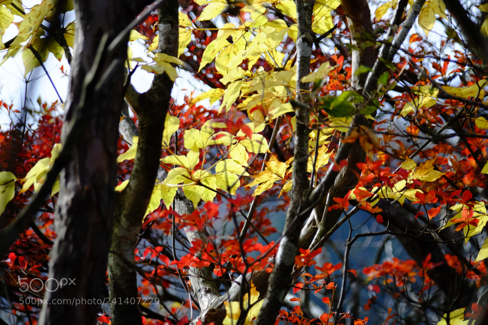 Fujifilm X-T10 sample photo. Son photography