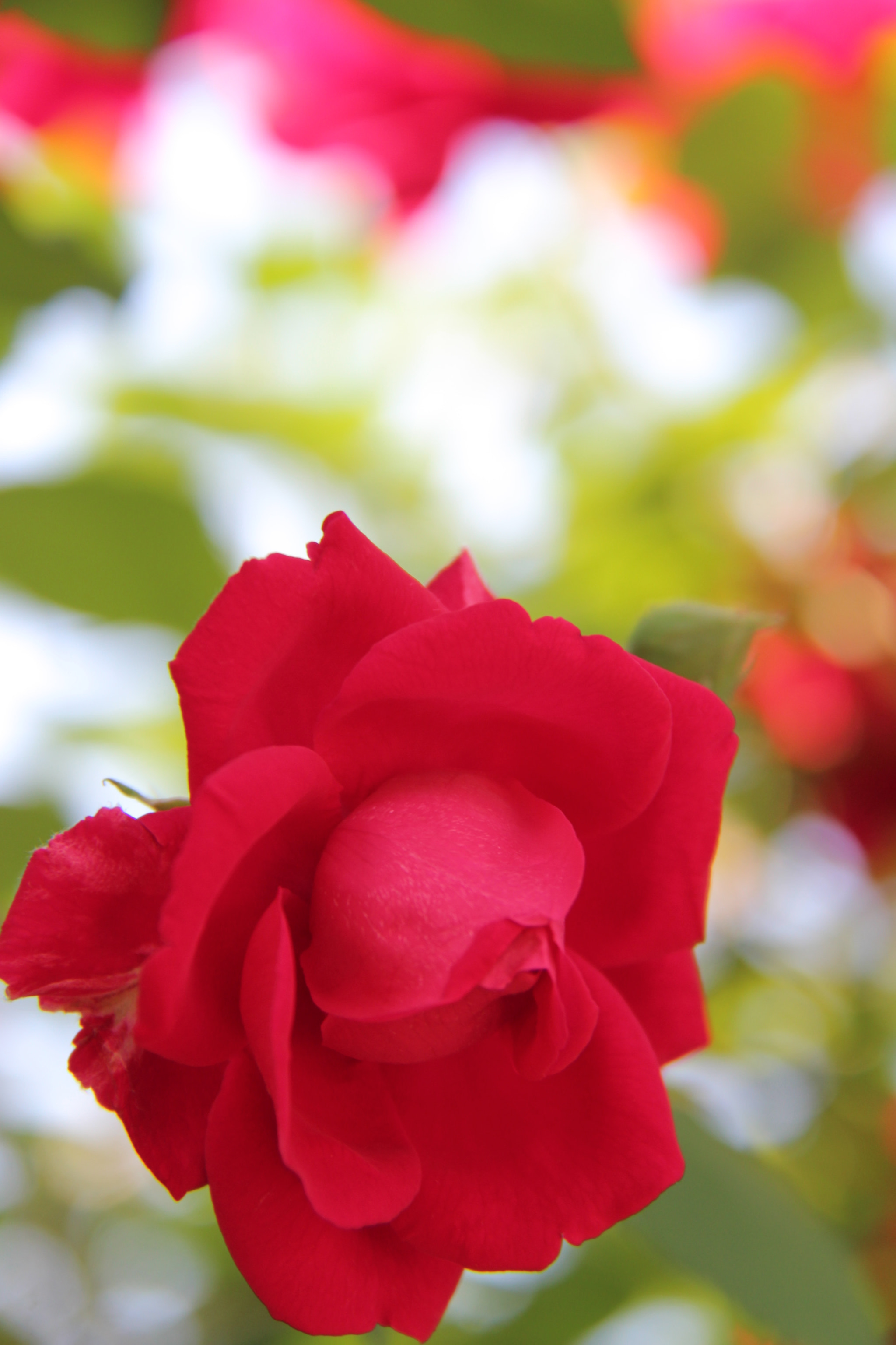 Canon EF-S 18-200mm F3.5-5.6 IS sample photo. Img photography
