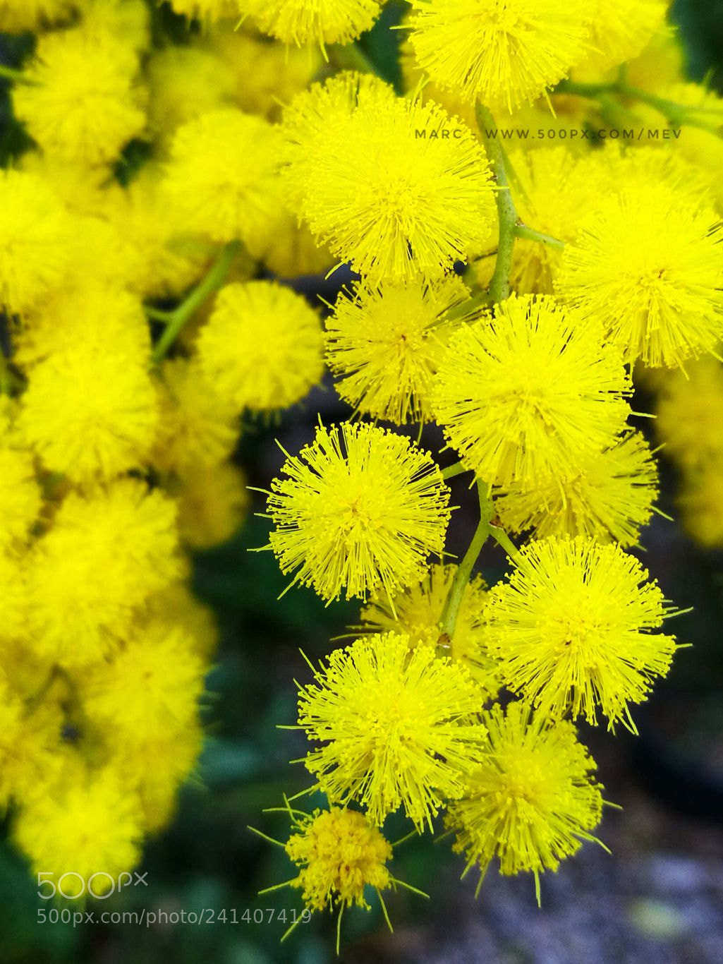 HUAWEI Honor 8 sample photo. Yellow galaxy photography