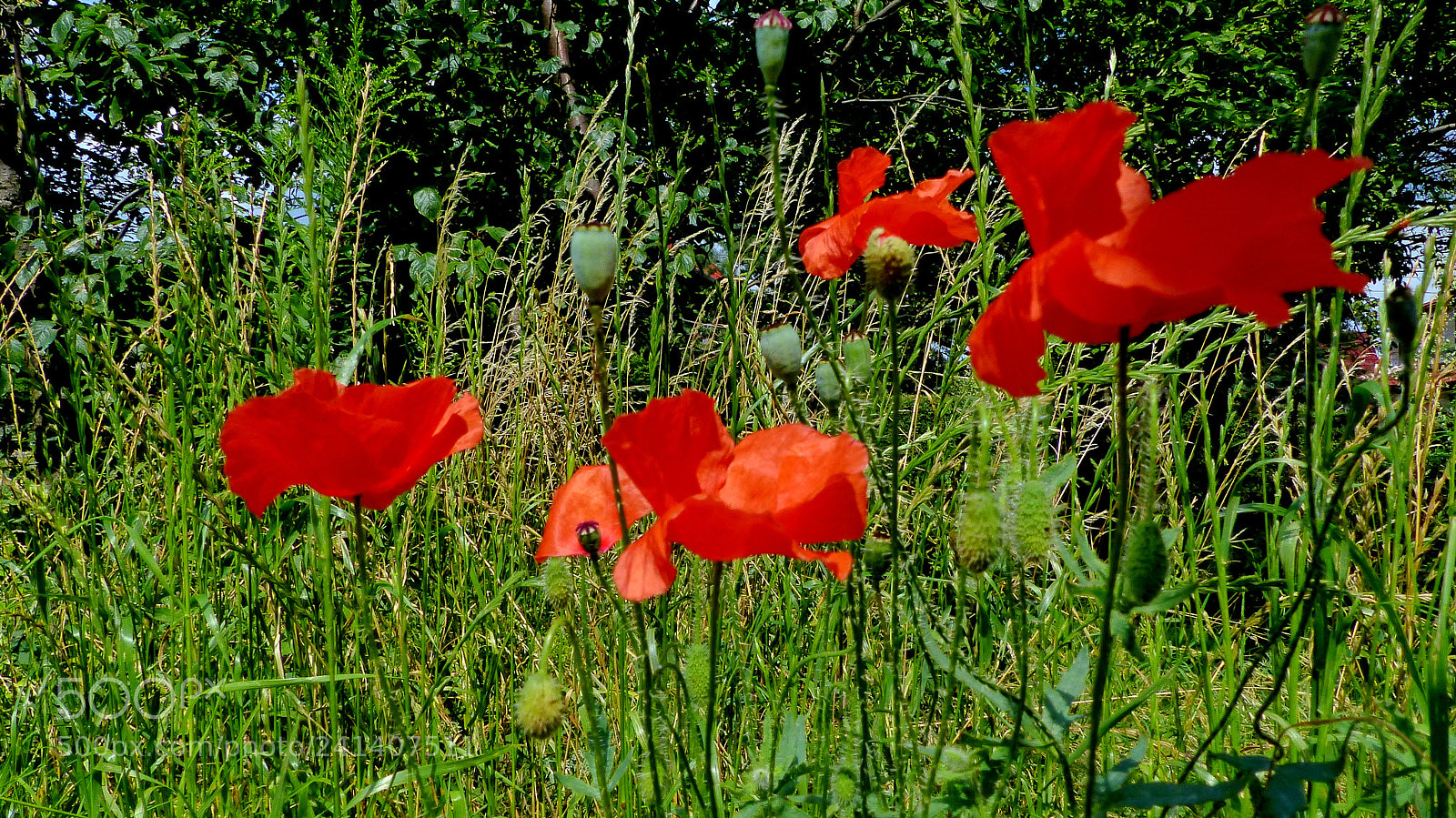 Panasonic Lumix DMC-FZ200 sample photo. Poppies photography
