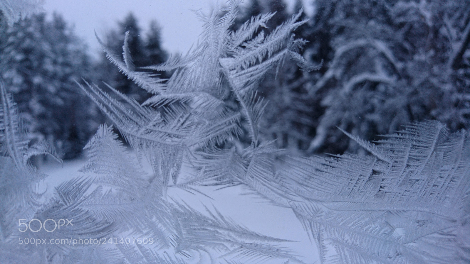 Sony Xperia X sample photo. Hoar frost photography