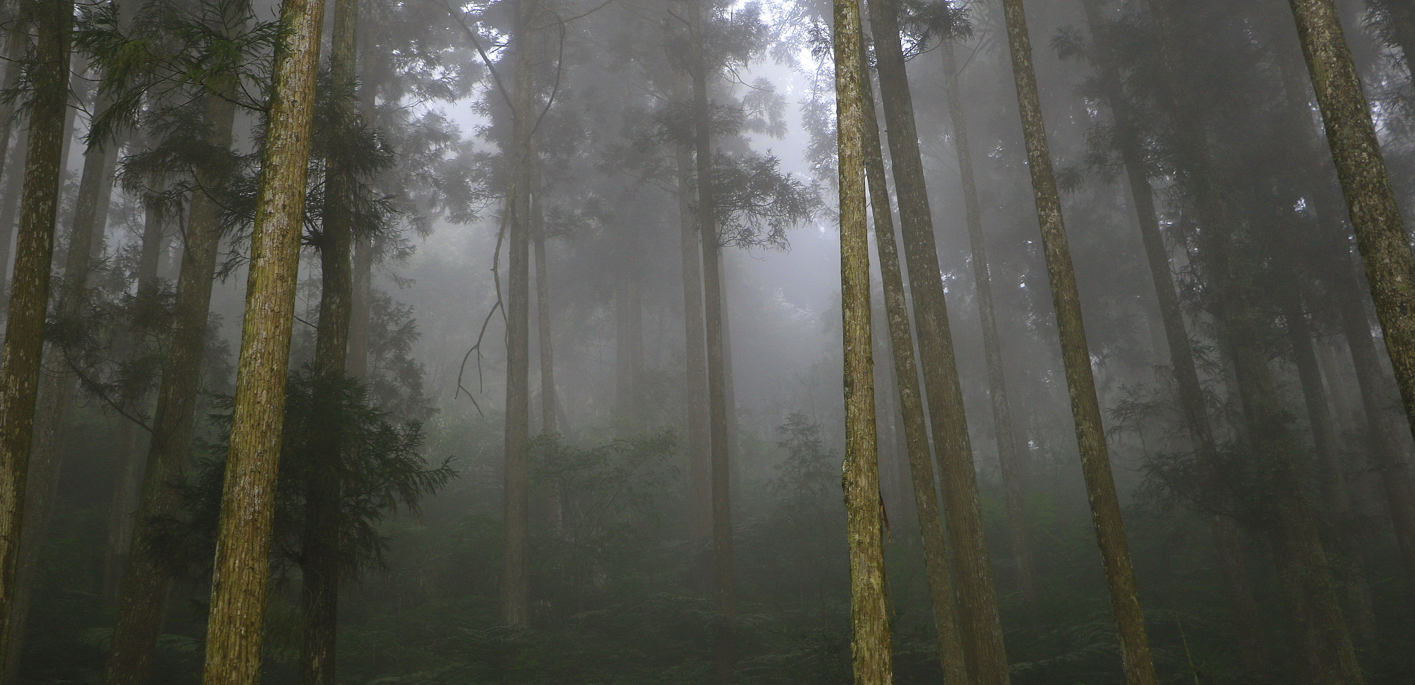 Canon EOS 7D Mark II + Canon EF-S 18-135mm F3.5-5.6 IS STM sample photo. The forest in the fog photography