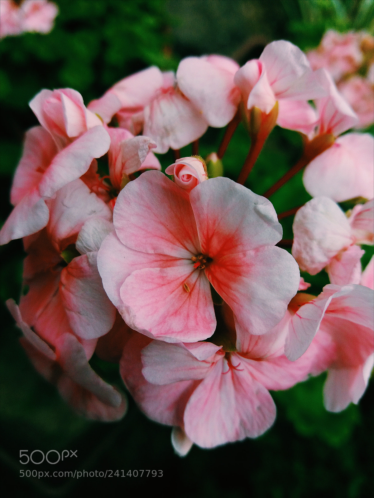 Samsung Galaxy J5(2016) sample photo. Pink flowers photography