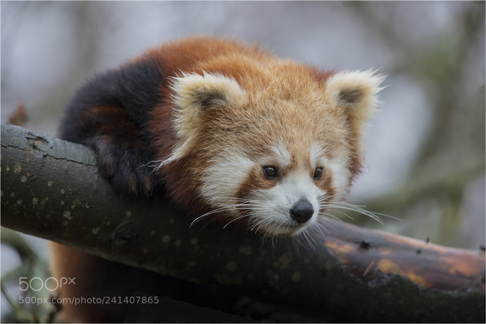 Canon EOS-1D X Mark II sample photo. Red panda in tree photography