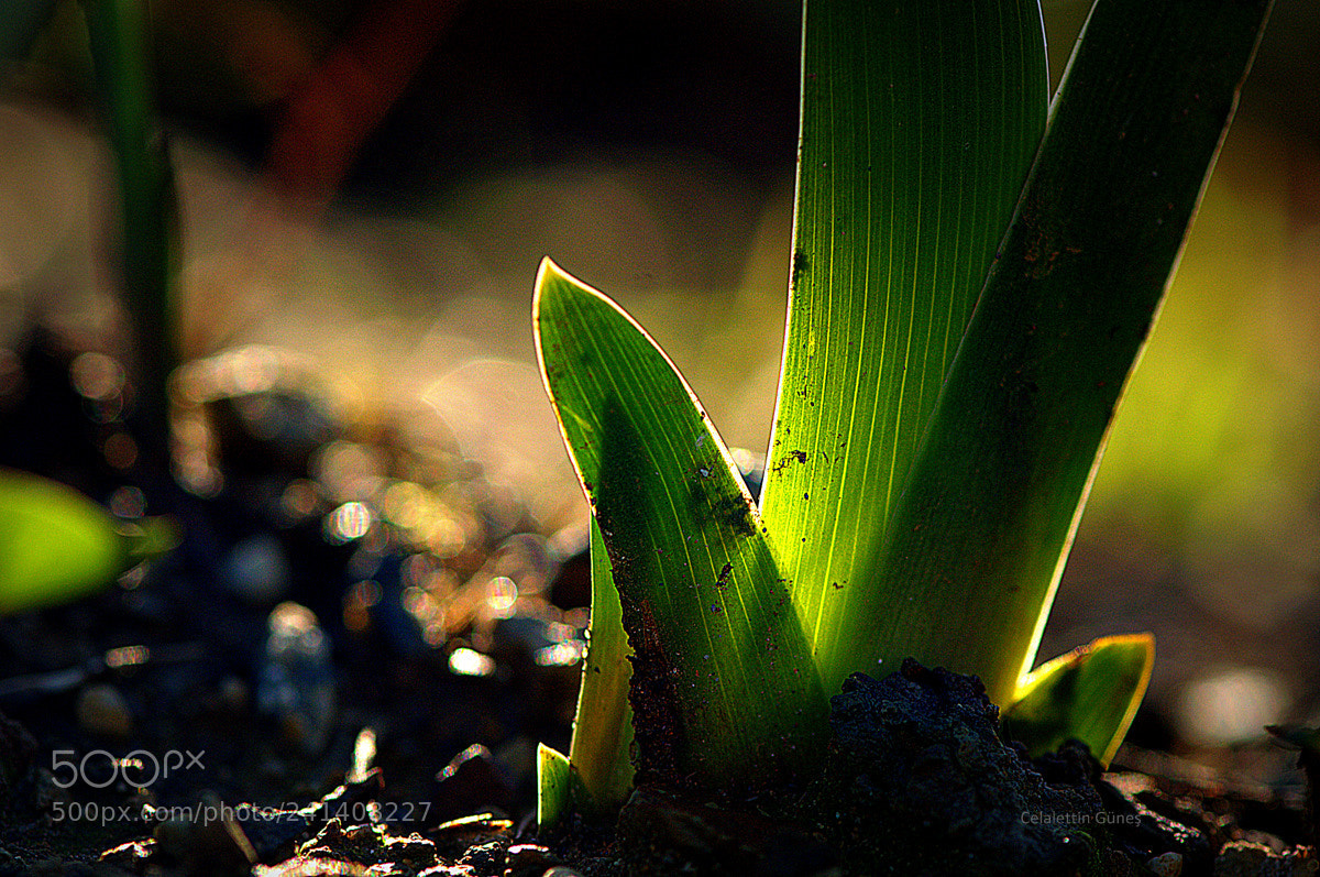 Nikon D300 sample photo. Yapraklar photography