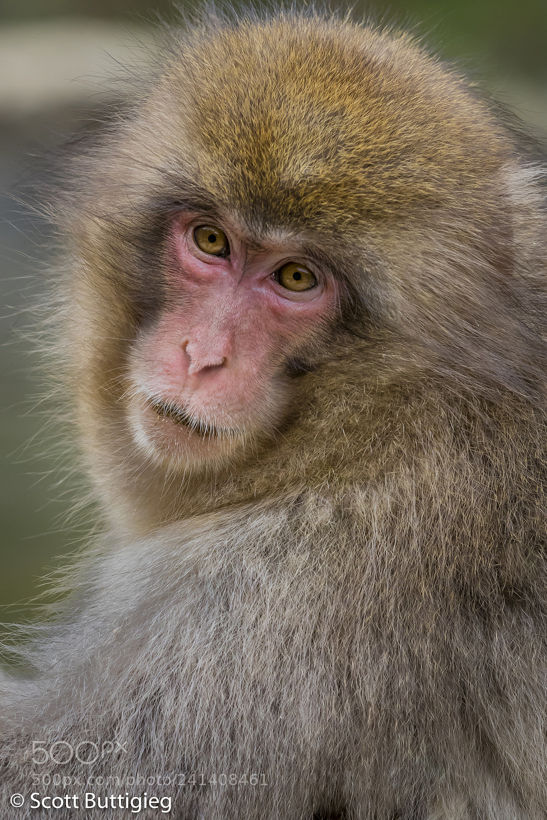 Canon EOS-1D X Mark II sample photo. Deep in thought ? photography