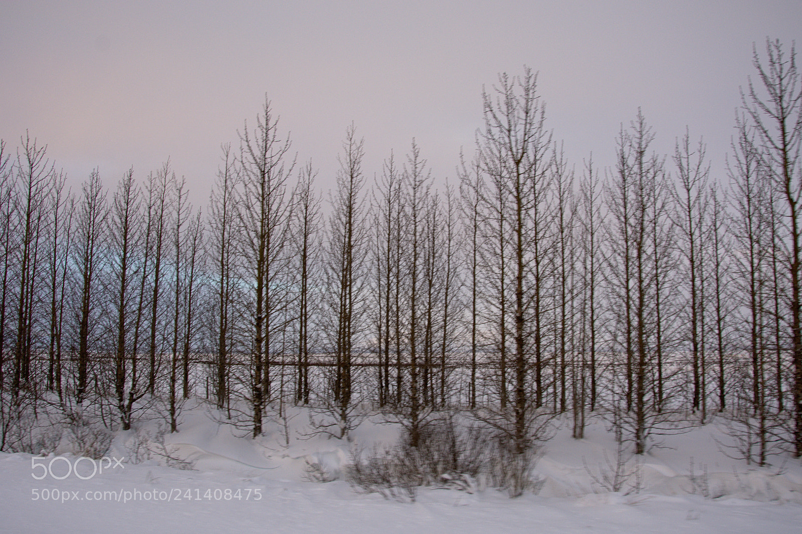 Nikon D7100 sample photo. Winter photography