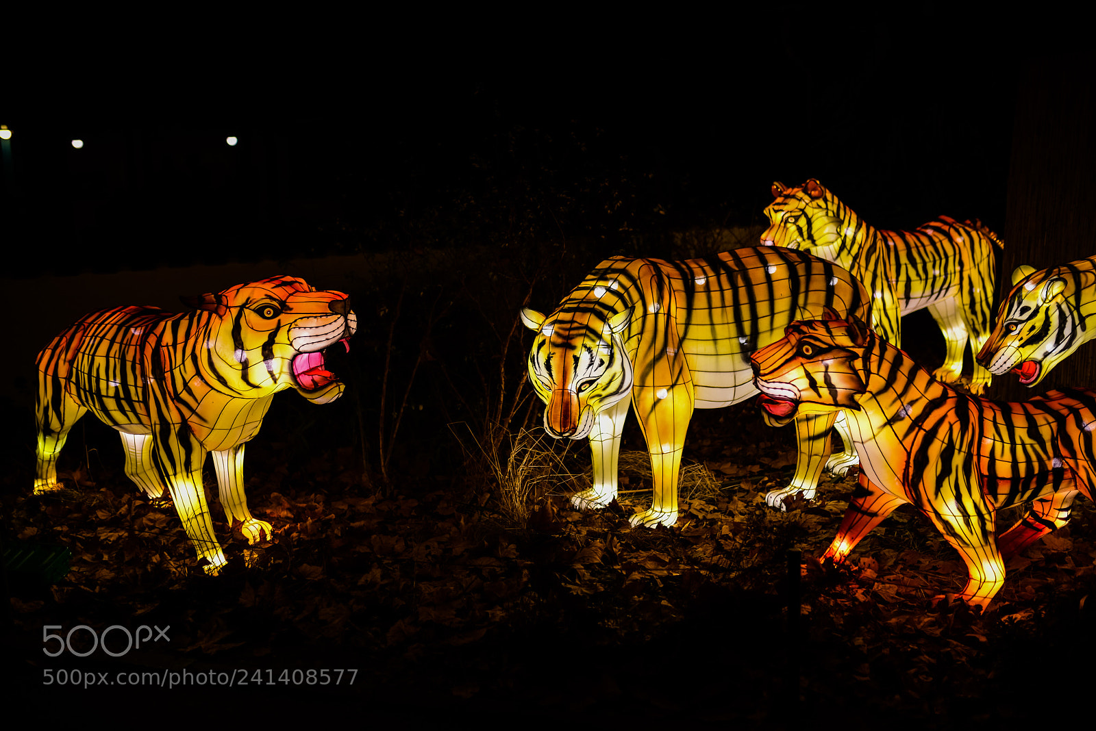 Nikon D810 sample photo. Zoo cologne - china photography