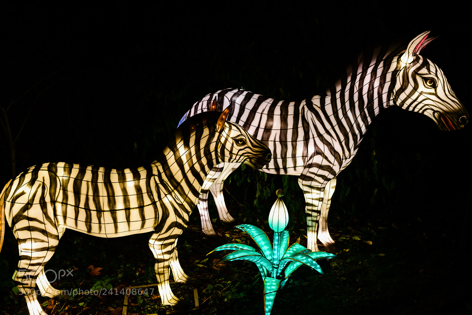 Nikon D810 sample photo. Zoo cologne - china photography