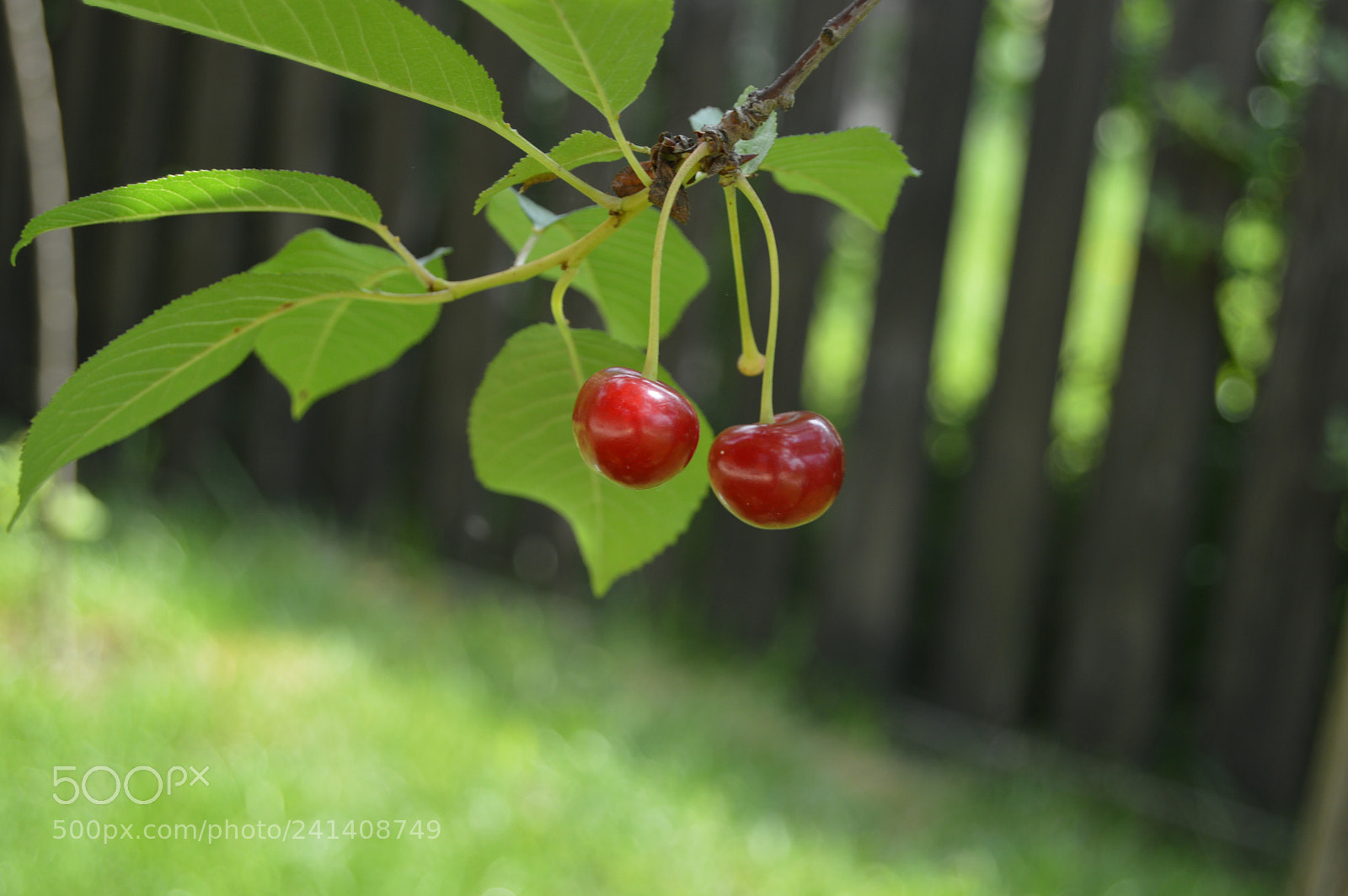 Nikon D3200 sample photo. Cherry photography