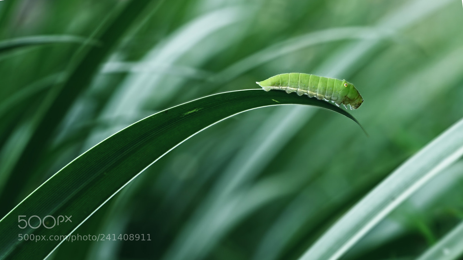Sony a7 sample photo. Ulat photography