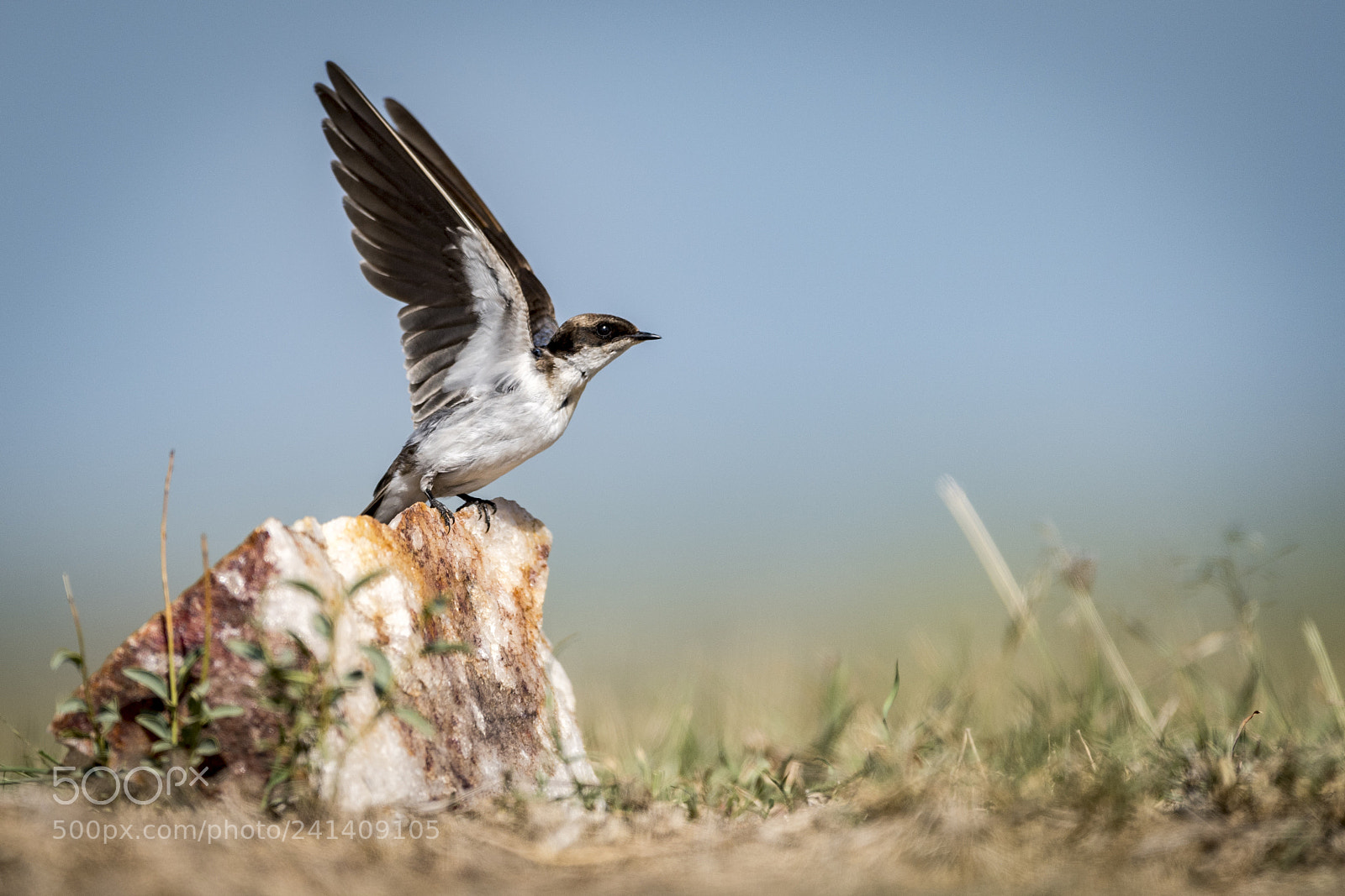 Nikon D5 sample photo. Little swift photography