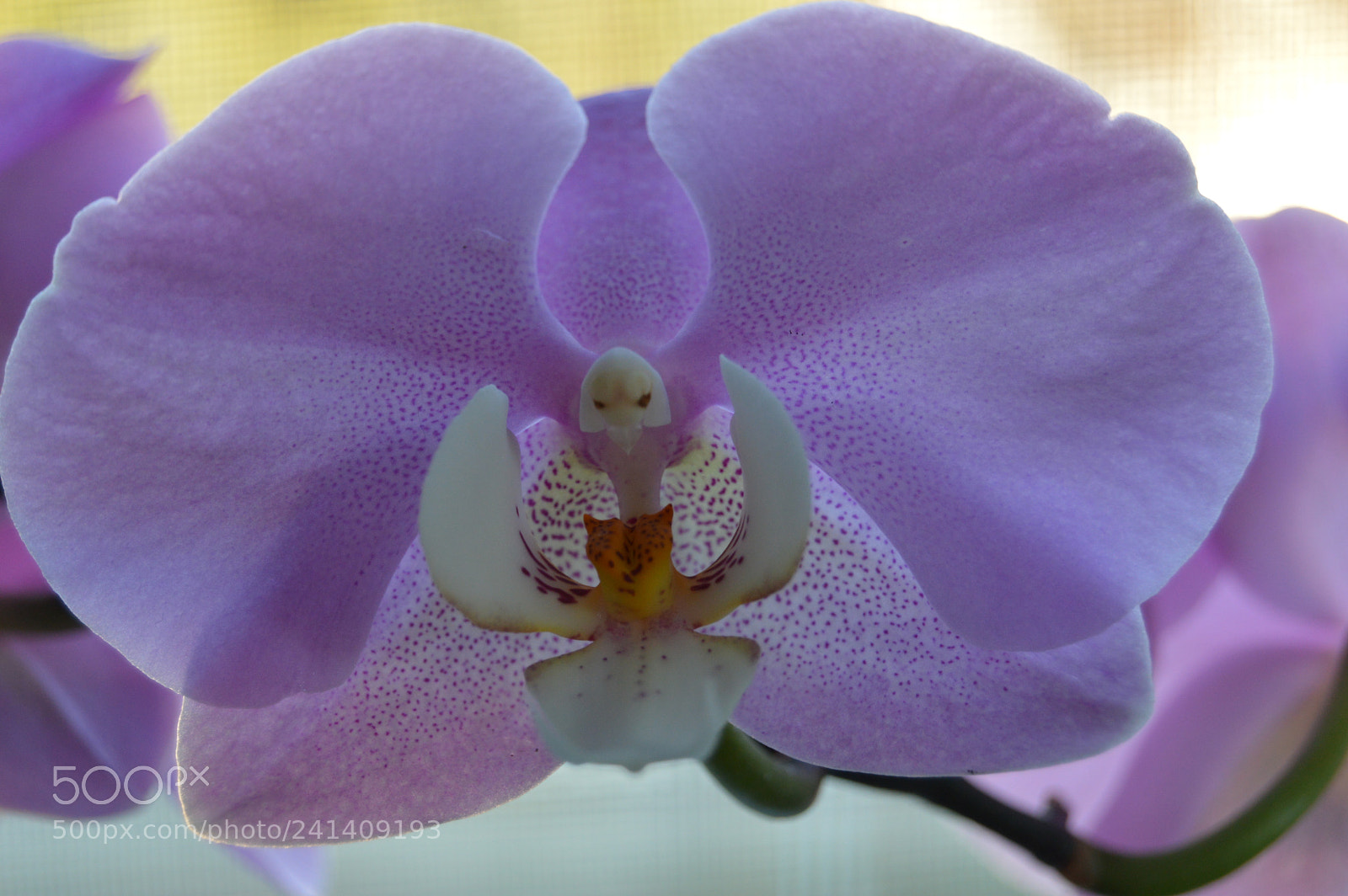 Nikon D3200 sample photo. Orchidea photography