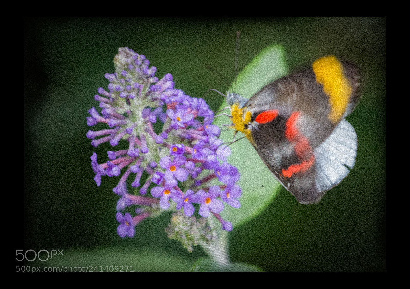 Canon EOS 60D sample photo. Butterfly photography