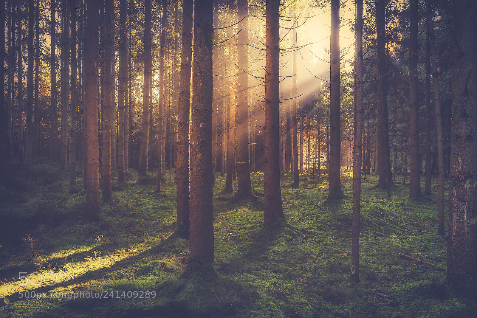 Sony a7 II sample photo. Further into the woods photography