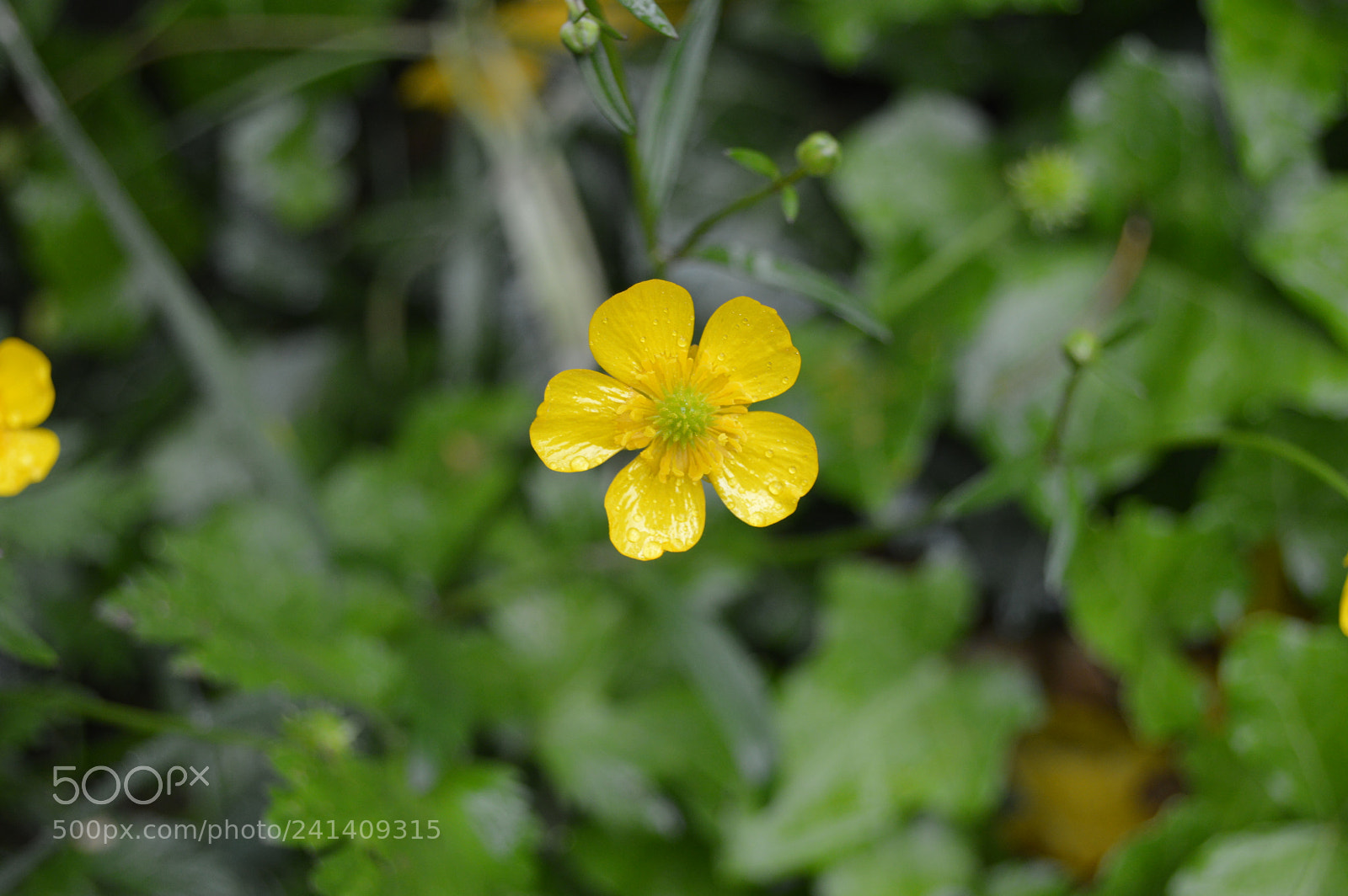 Nikon D3200 sample photo. Smallie photography