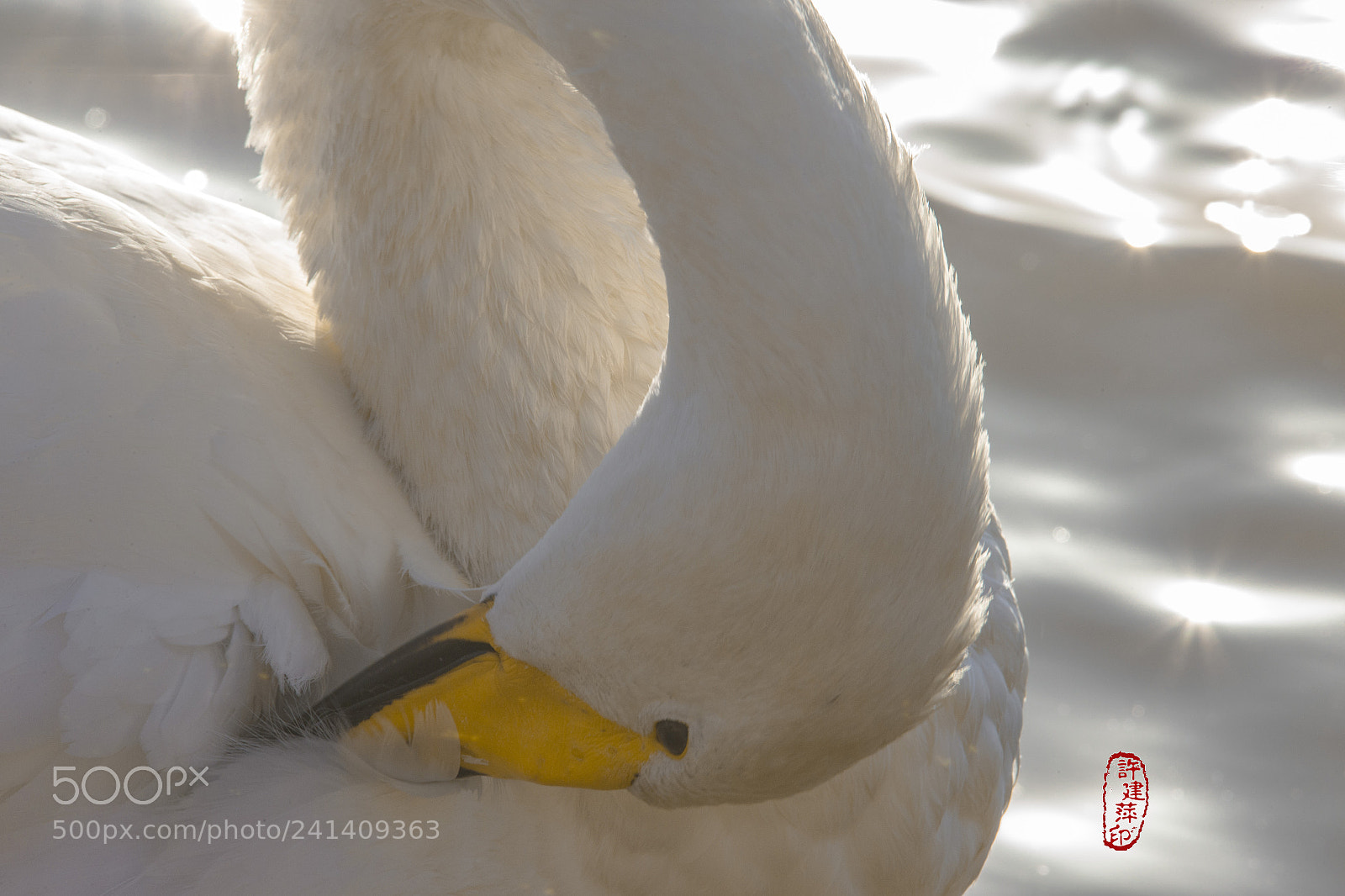 Canon EOS-1D X sample photo. 20171205三门峡。钻石般璀璨映衬出白天鹅的宁静与雅致。 photography