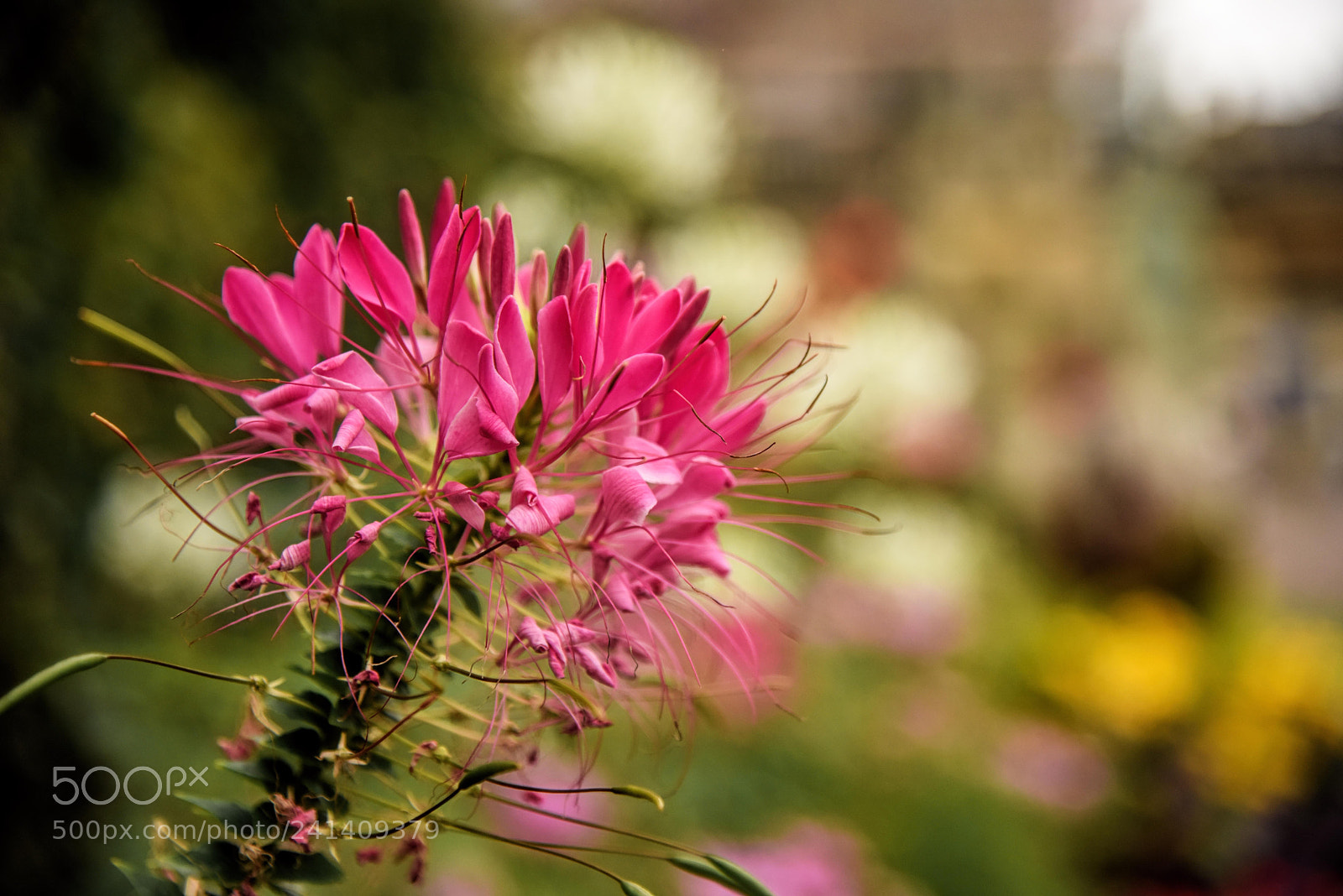 Nikon D810 sample photo. The english garden #3 photography