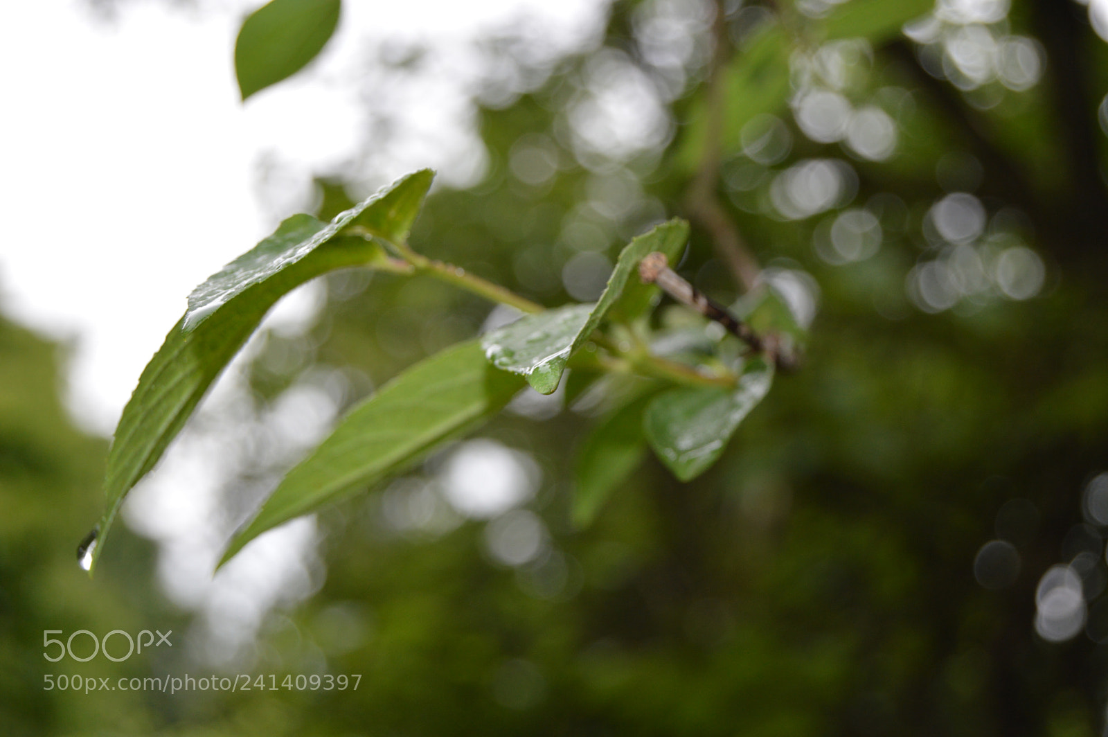 Nikon D3200 sample photo. Leaves photography
