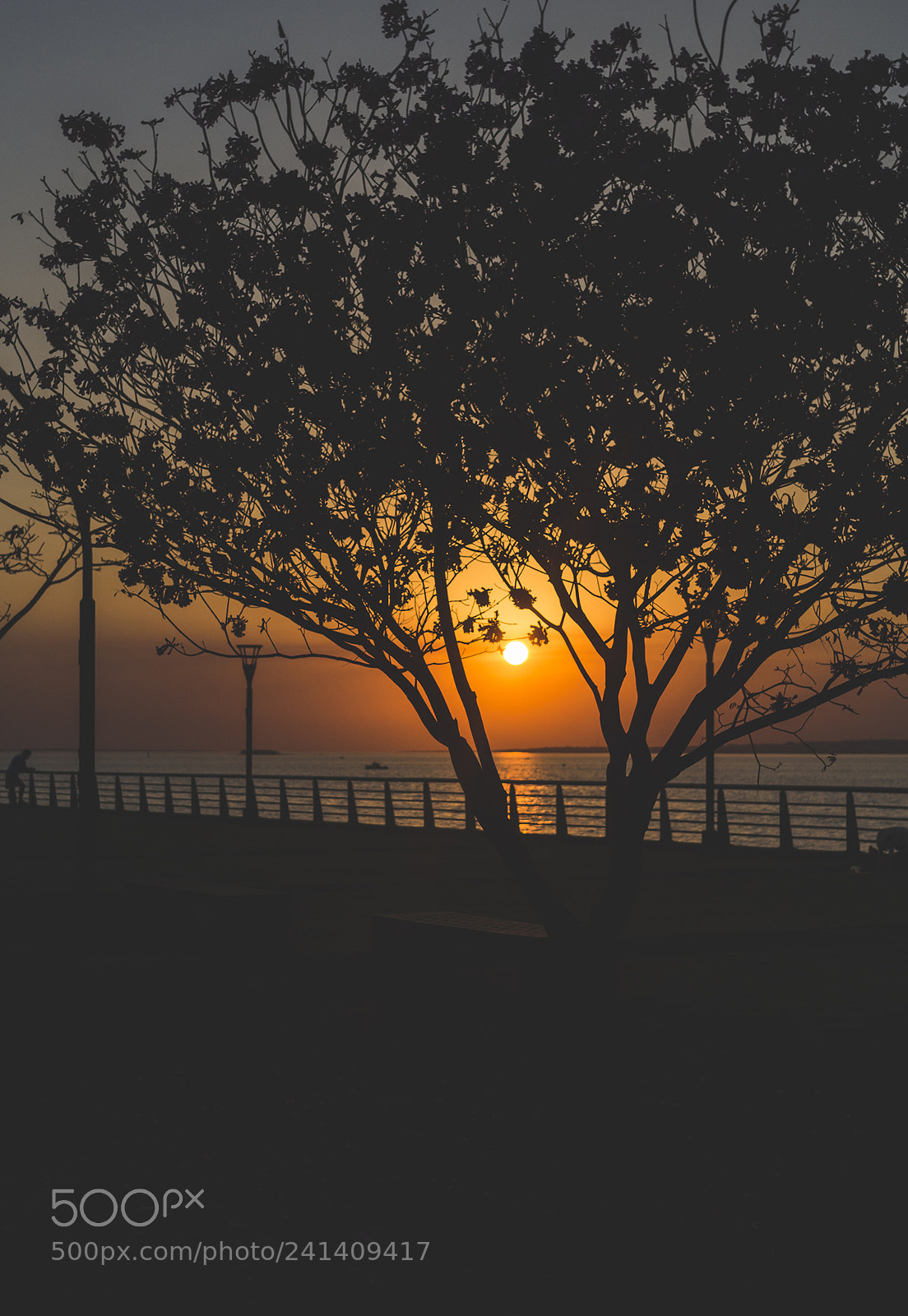 Olympus OM-D E-M10 II sample photo. Tree silhouette. photography