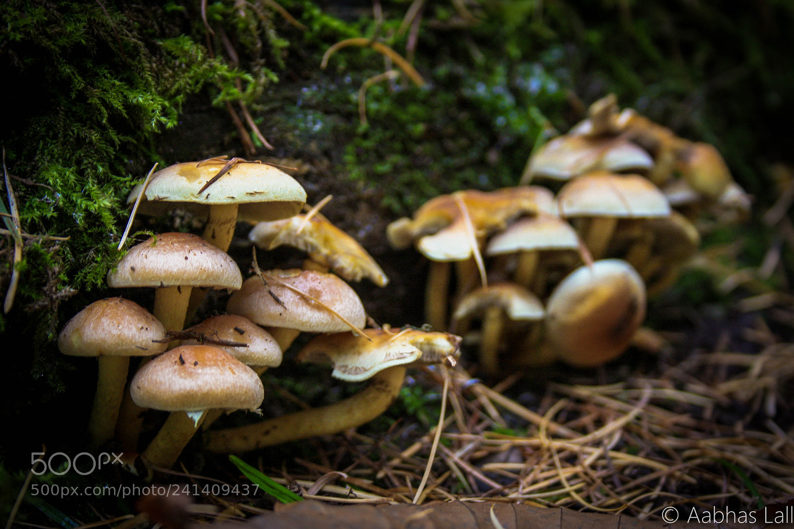Canon EOS 1000D (EOS Digital Rebel XS / EOS Kiss F) sample photo. Mushrooming woods photography