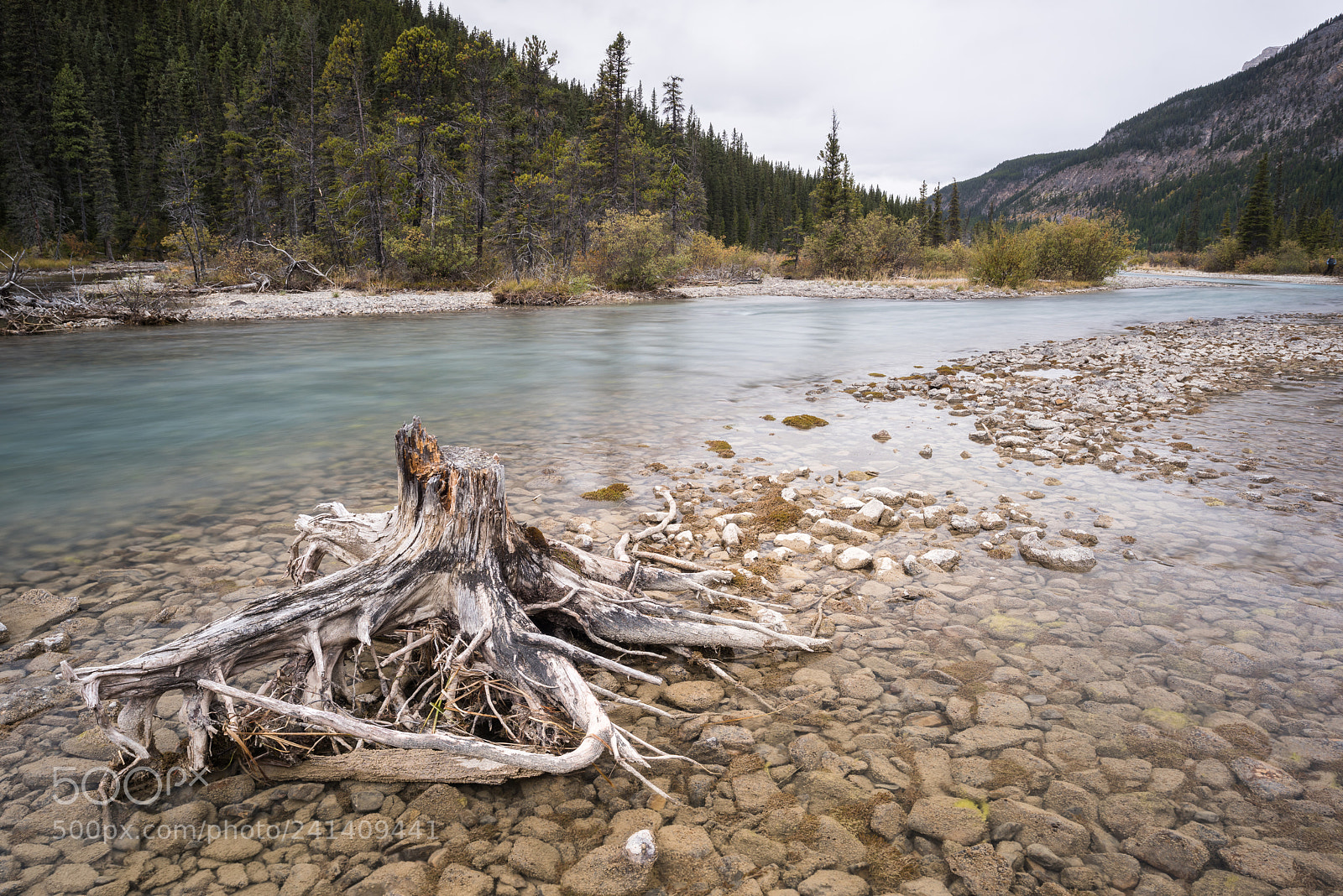 Nikon D810 sample photo. Lower wildfowl lake creek #2 photography