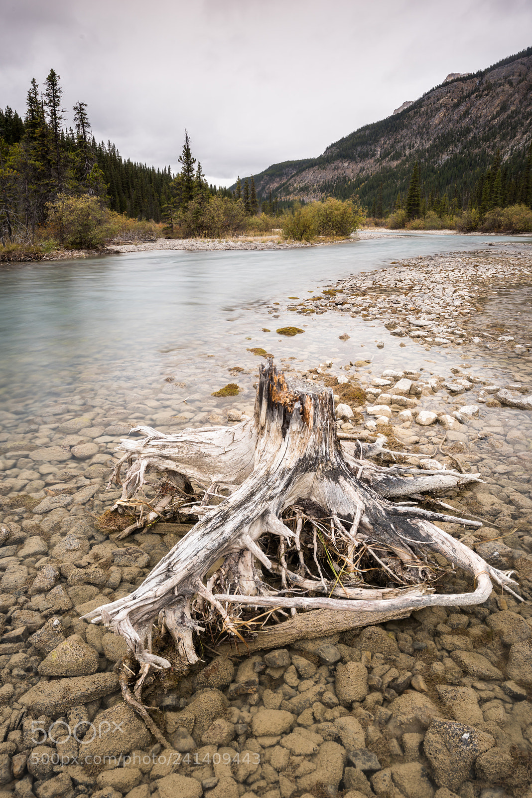 Nikon D810 sample photo. Lower wildfowl lake creek #1 photography