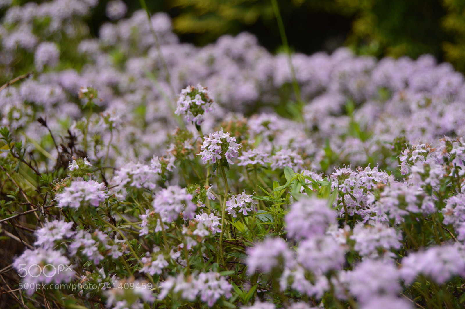 Nikon D3200 sample photo. Field photography
