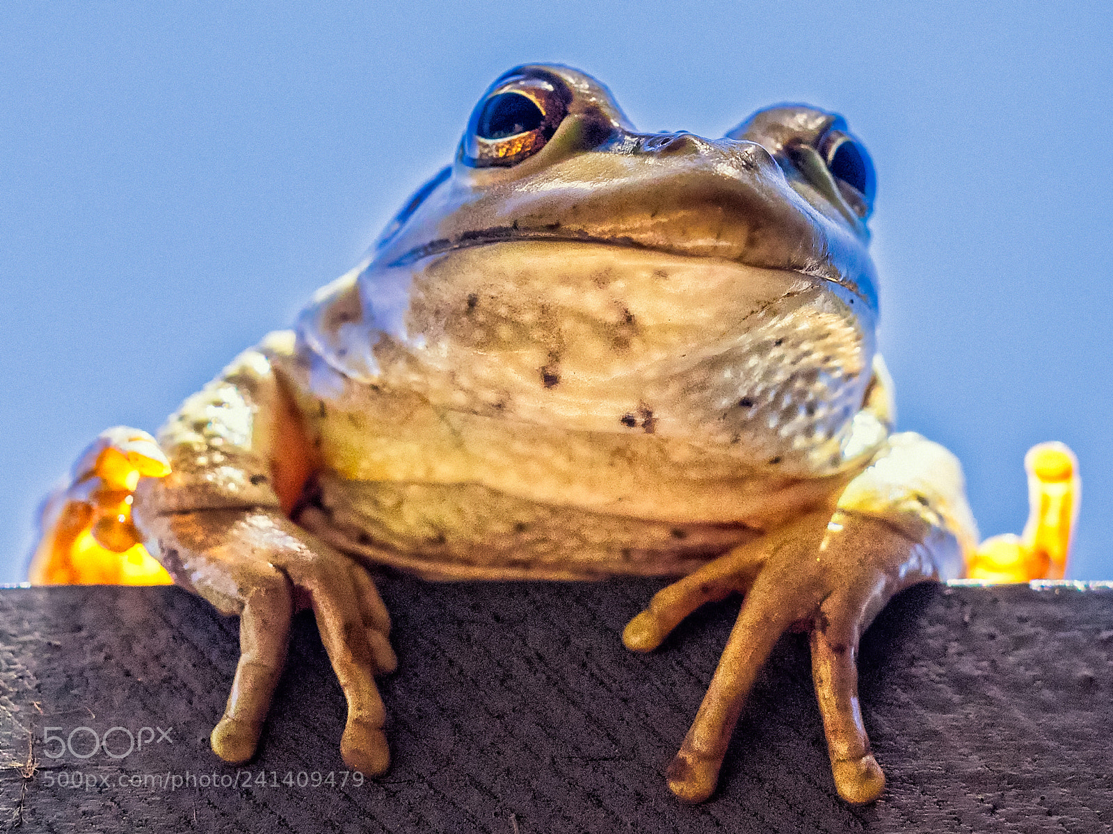 Olympus OM-D E-M1 sample photo. Motorbike frog photography