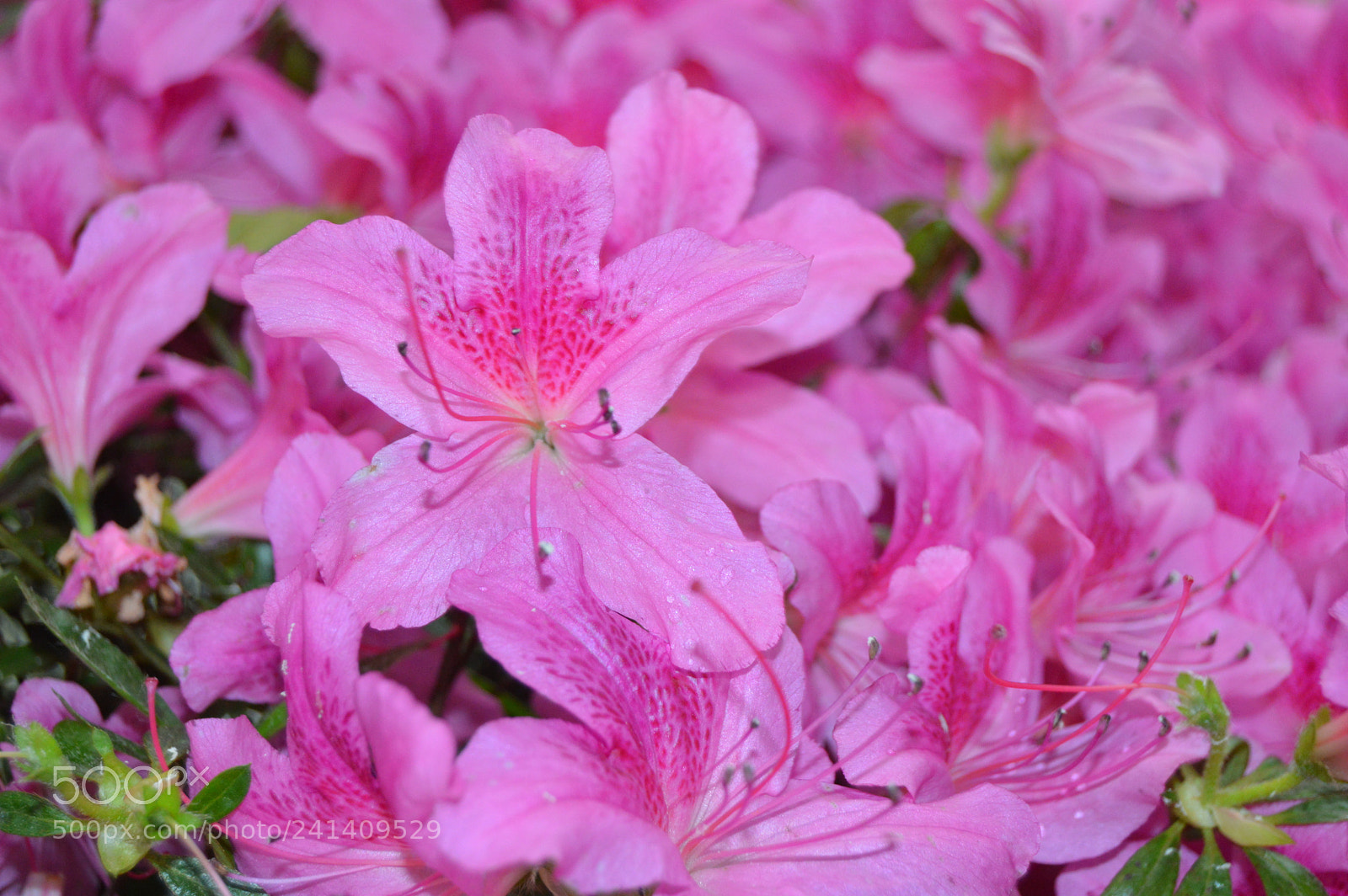 Nikon D3200 sample photo. Pink photography
