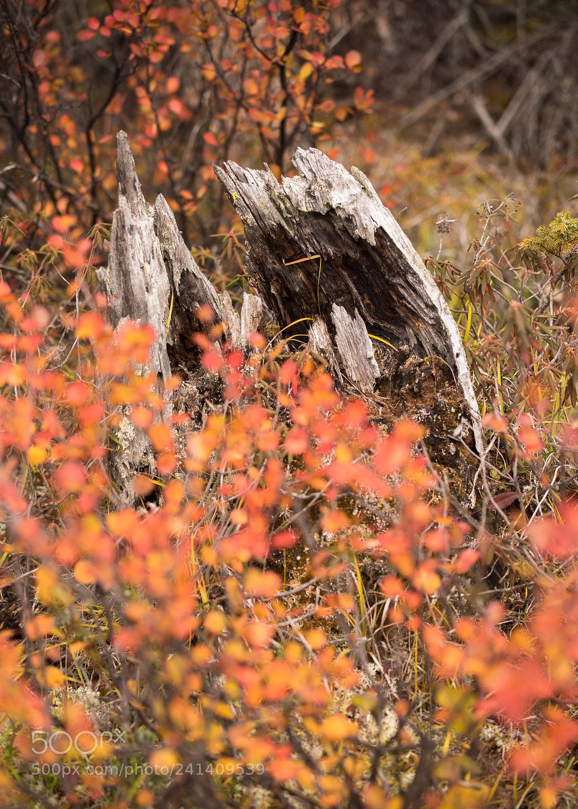 Nikon D810 sample photo. Lower wildfowl lake creek #3 photography