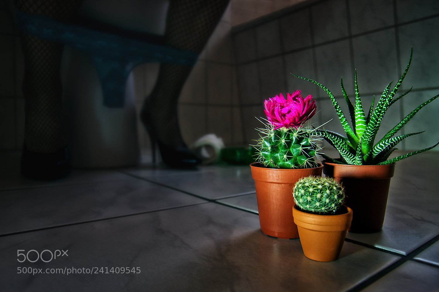 Pentax K-5 II sample photo. Kaktusse photography