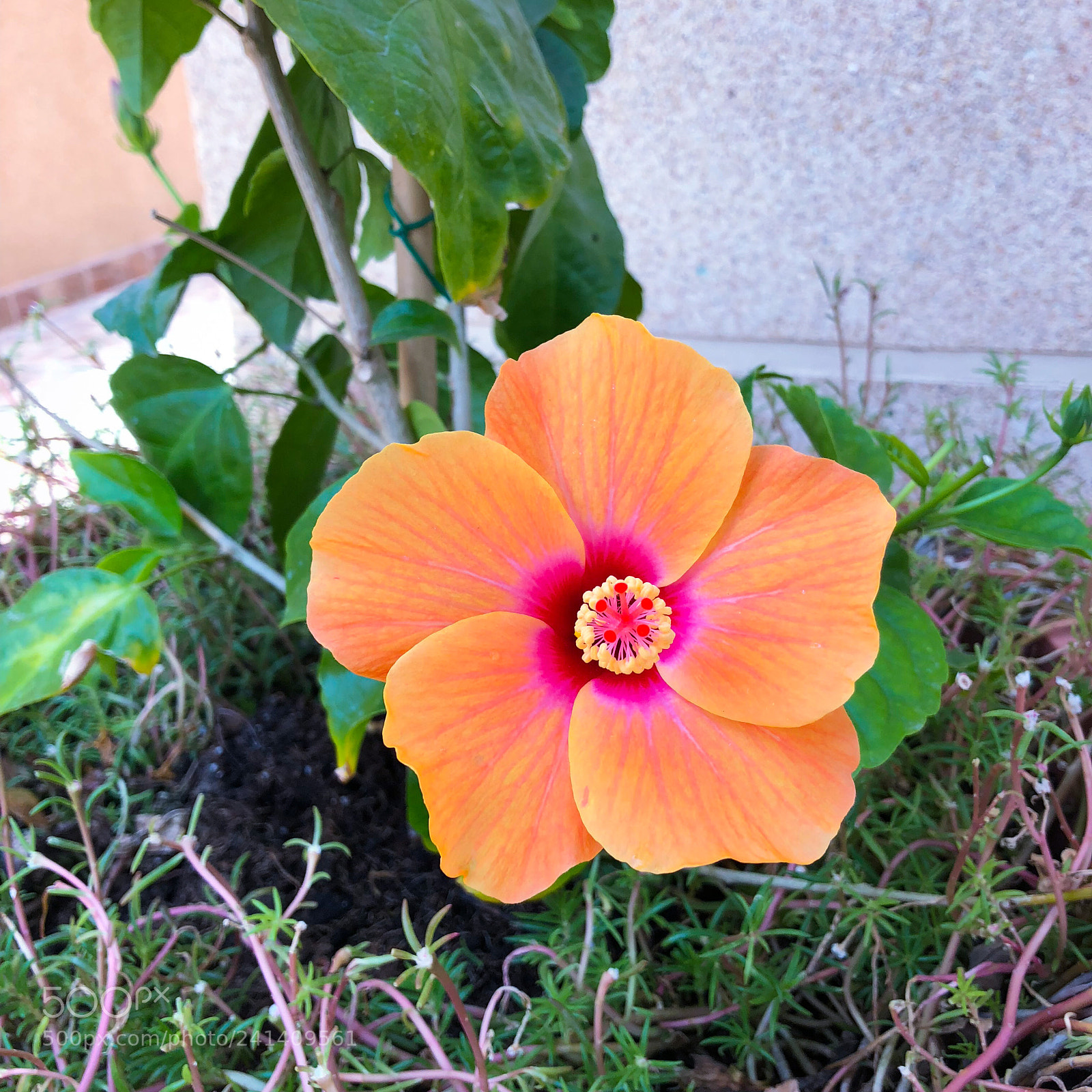 Apple iPhone 8 sample photo. Flowers everywhere ✨ photography