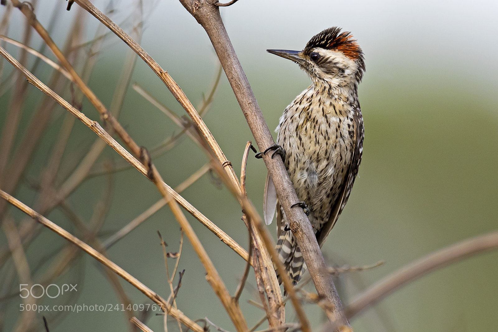 Nikon D5 sample photo. Checkered woodpecker (male) photography