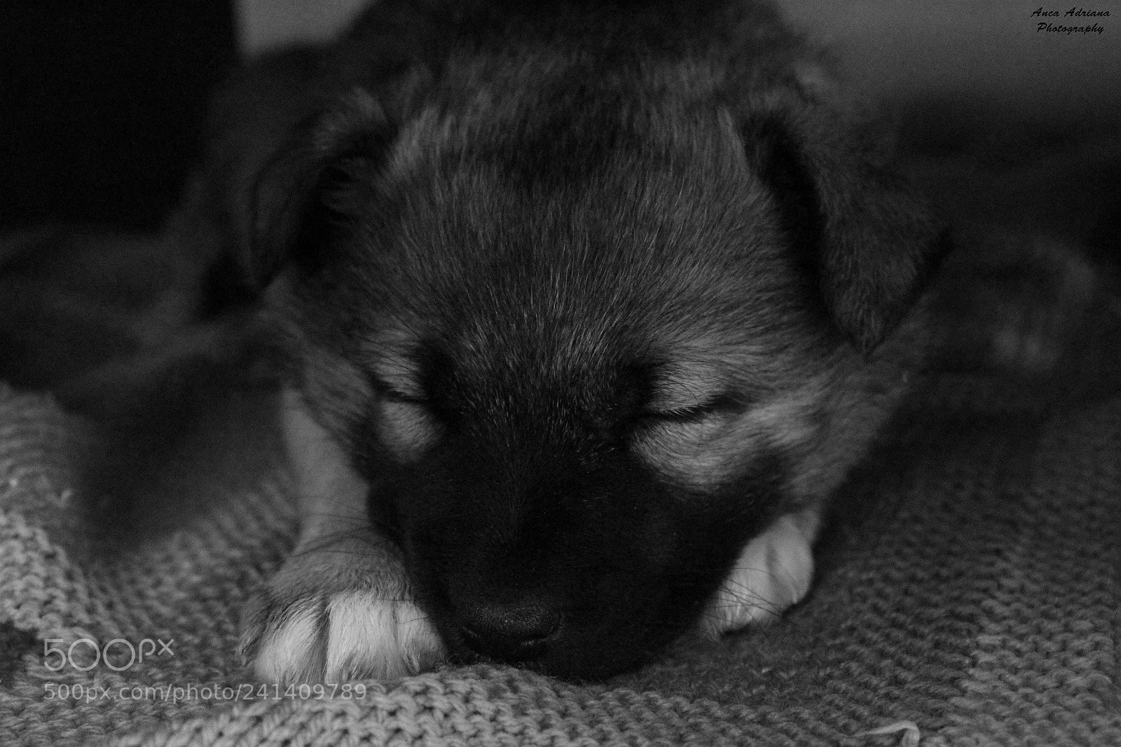Canon EOS 100D (EOS Rebel SL1 / EOS Kiss X7) sample photo. Gentleness photography