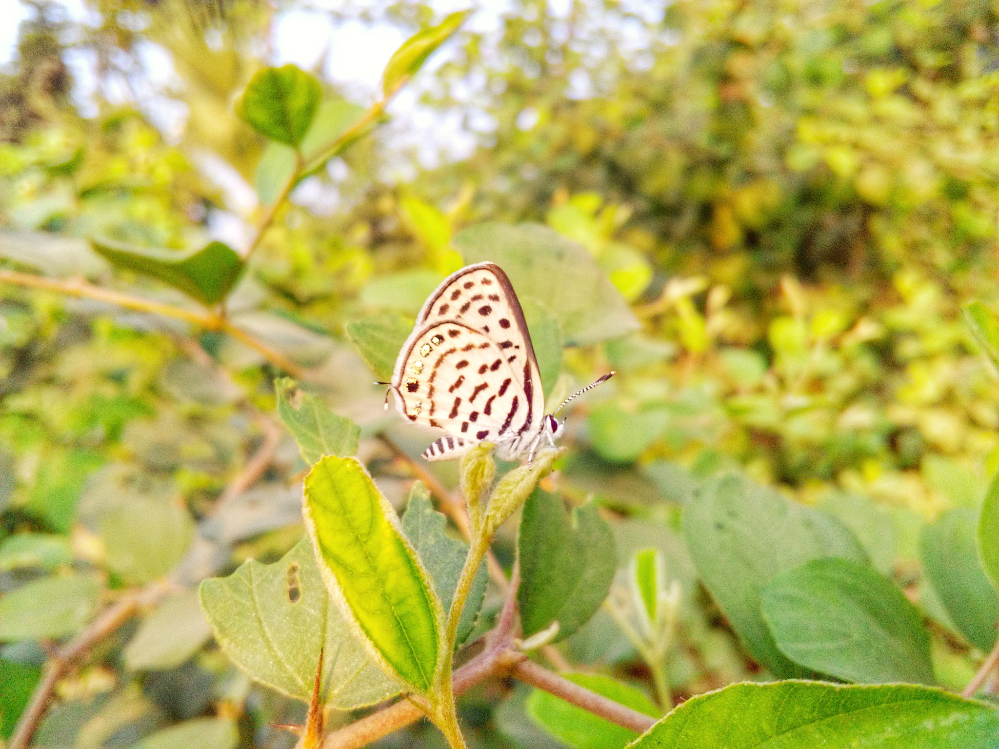 HUAWEI Y541-U02 sample photo. Butterfly...! photography