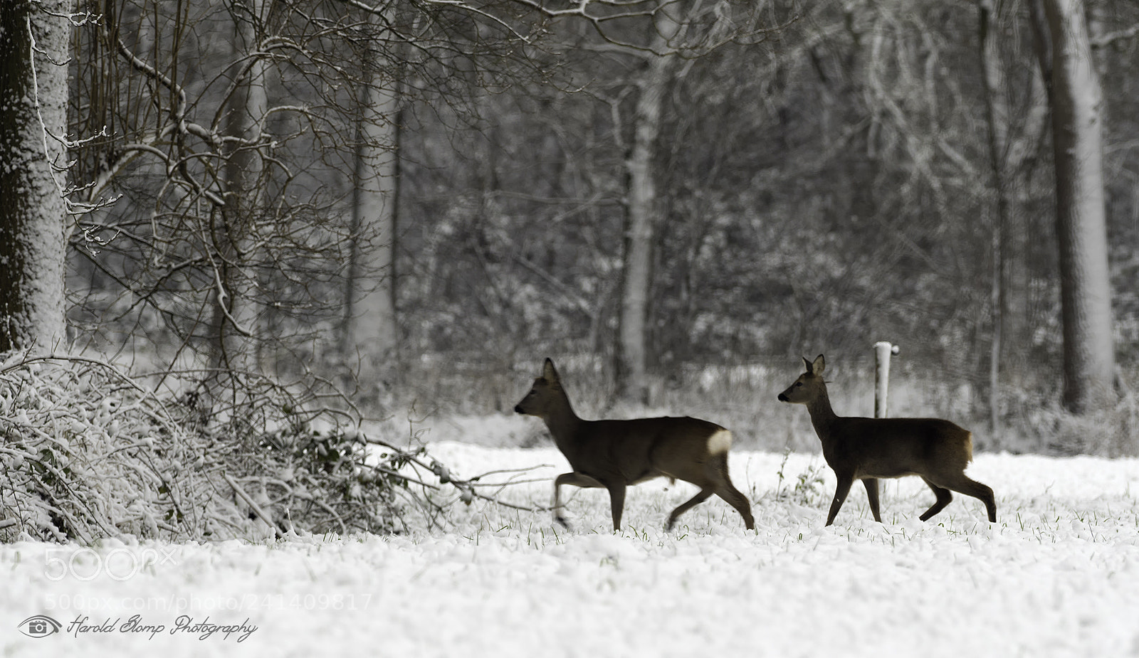 Olympus OM-D E-M1 Mark II sample photo. Deers in snow photography