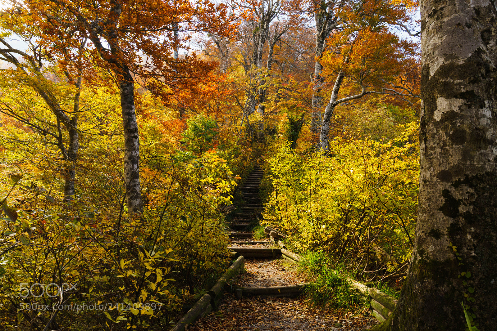 Sony a7 II sample photo. Autumn road photography