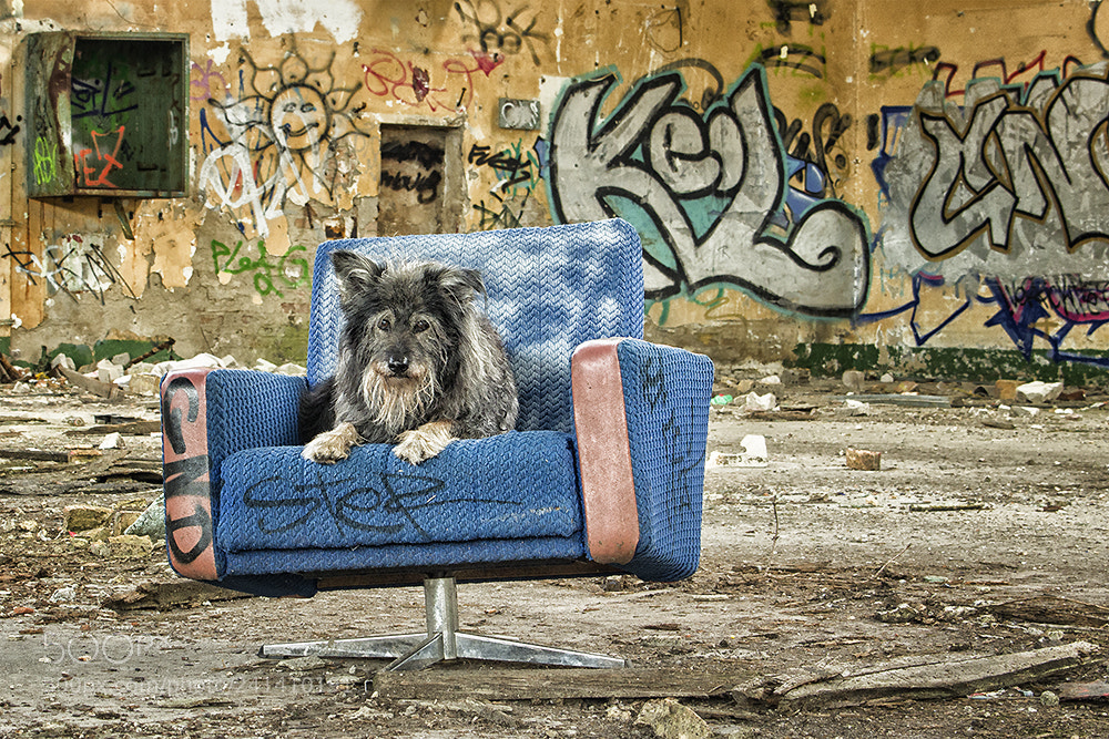 Pentax K-5 II sample photo. Sesselpupscherchen photography