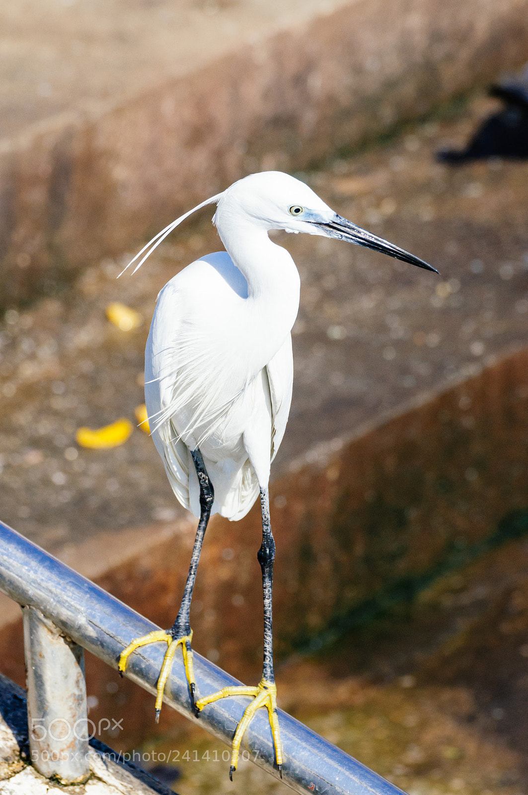 Nikon D5000 sample photo. Egret bird photography