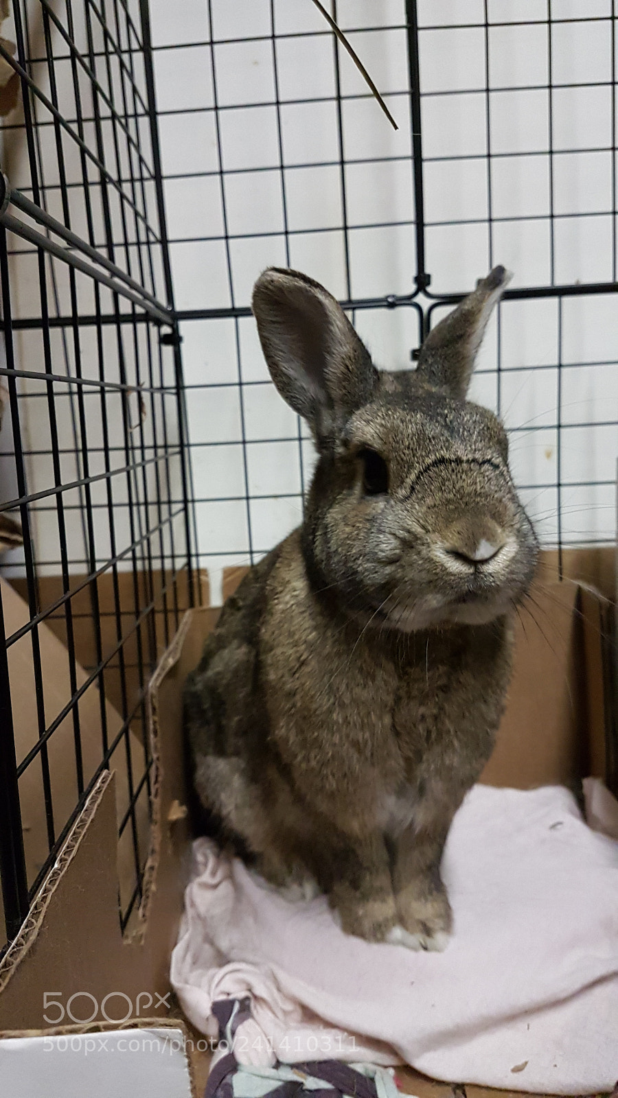 Samsung Galaxy S7 sample photo. Obedientbunny.jpg photography