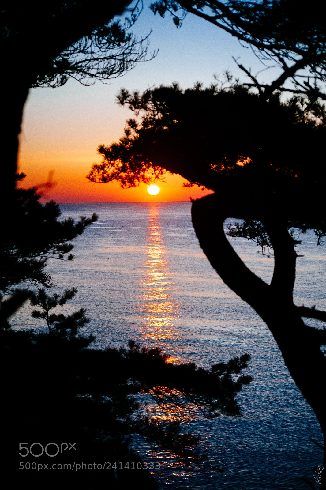 Nikon D700 sample photo. Cape pine photography