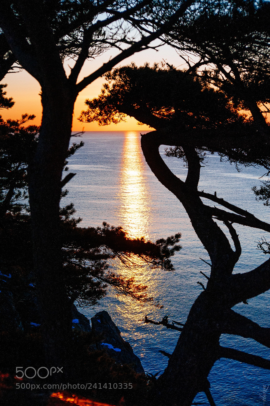 Nikon D700 sample photo. Cape pine photography