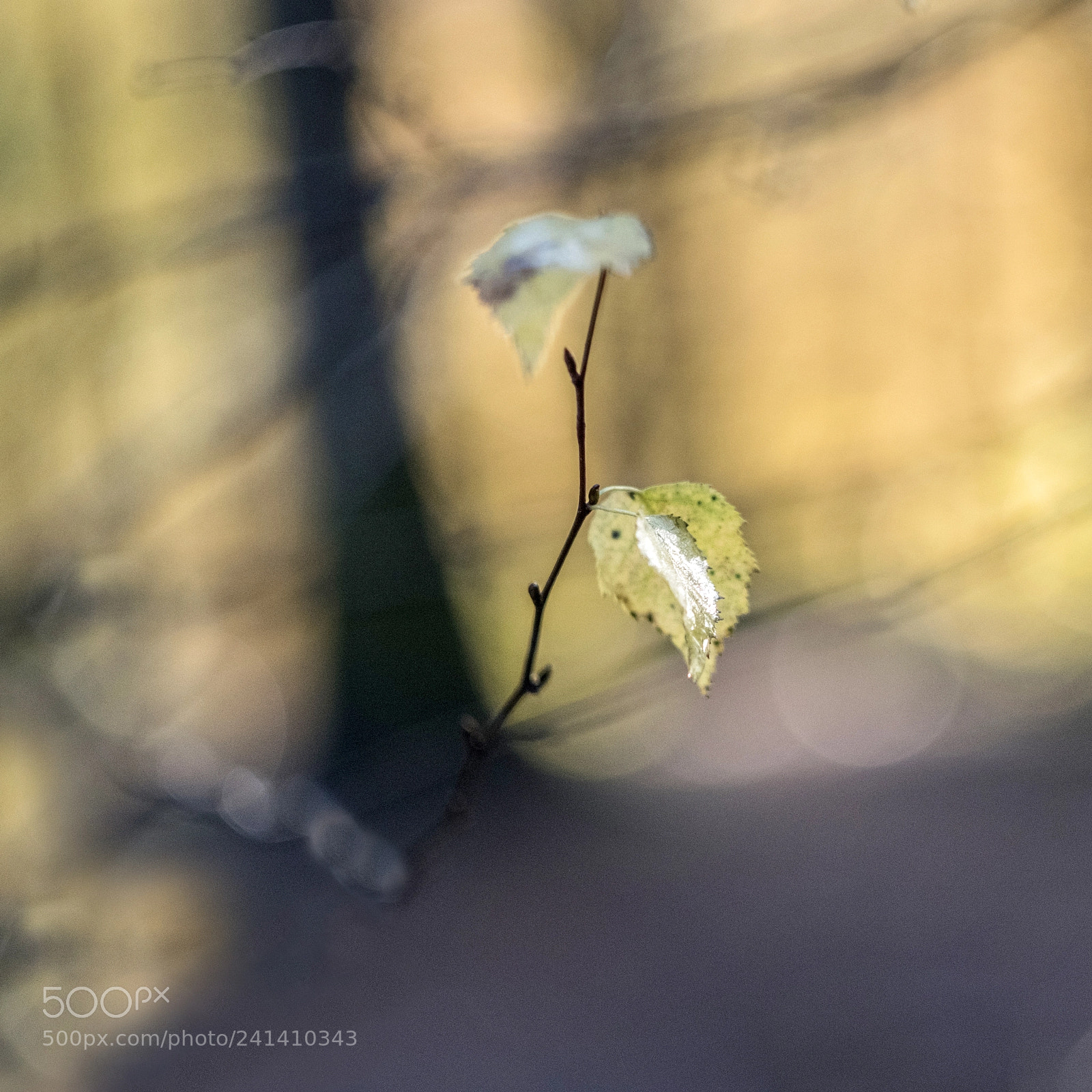 Fujifilm X-T2 sample photo. Autumn reflections photography