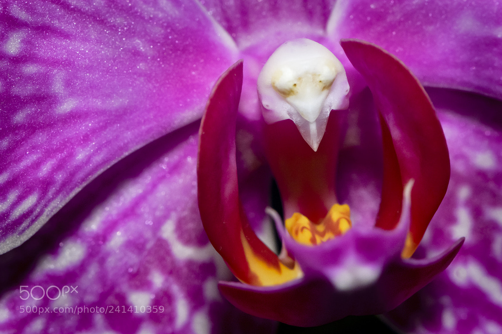 Nikon D500 sample photo. Orchidface photography