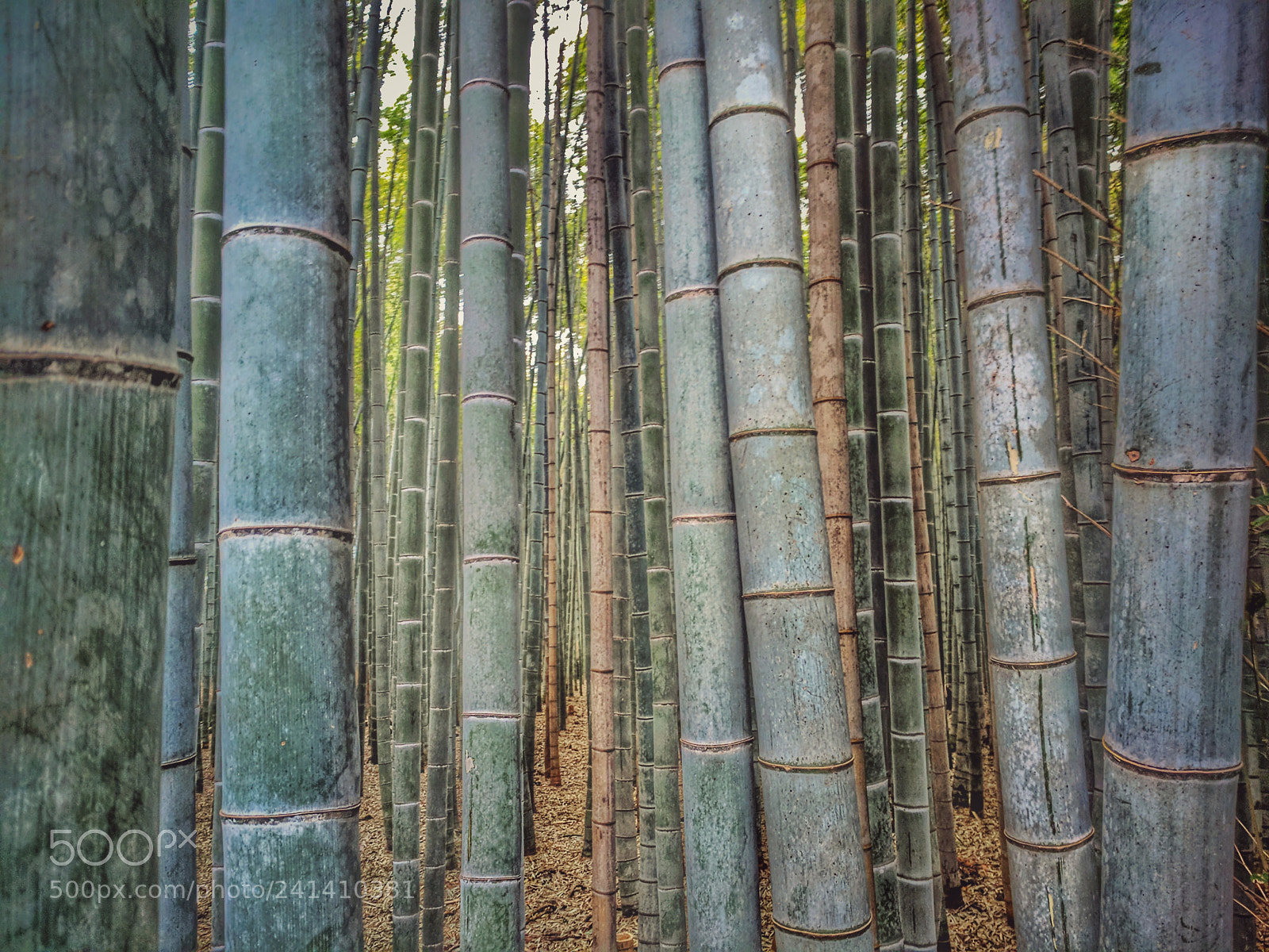 Google Pixel XL sample photo. Bamboo forest photography