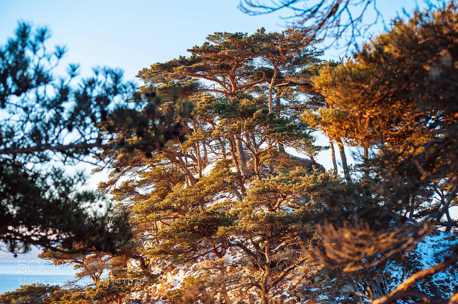 Nikon D700 sample photo. Cape pine photography